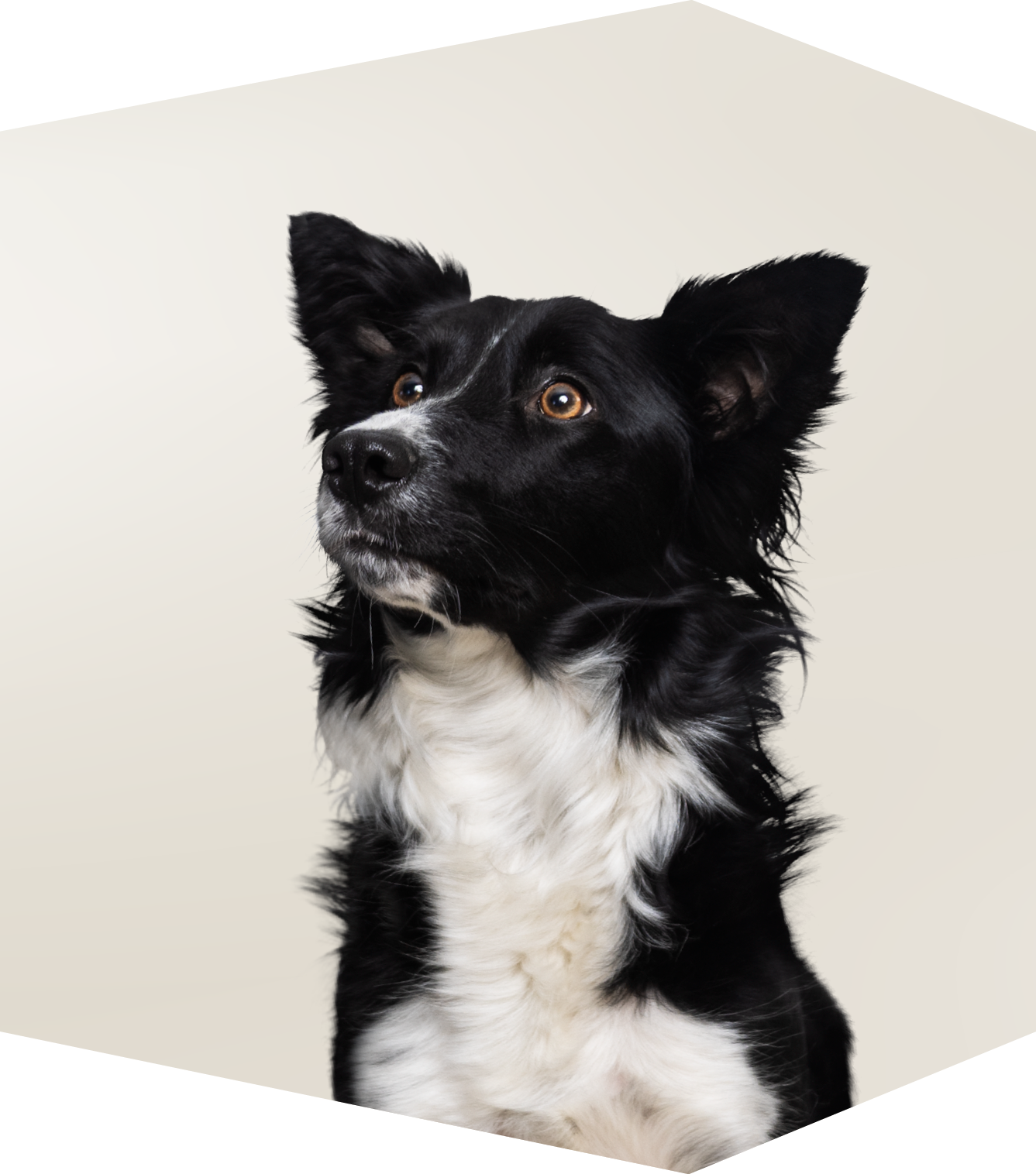 Kantoor Collie Speck Kantoor Collie Speck